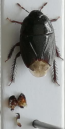Geotomus punctulatus